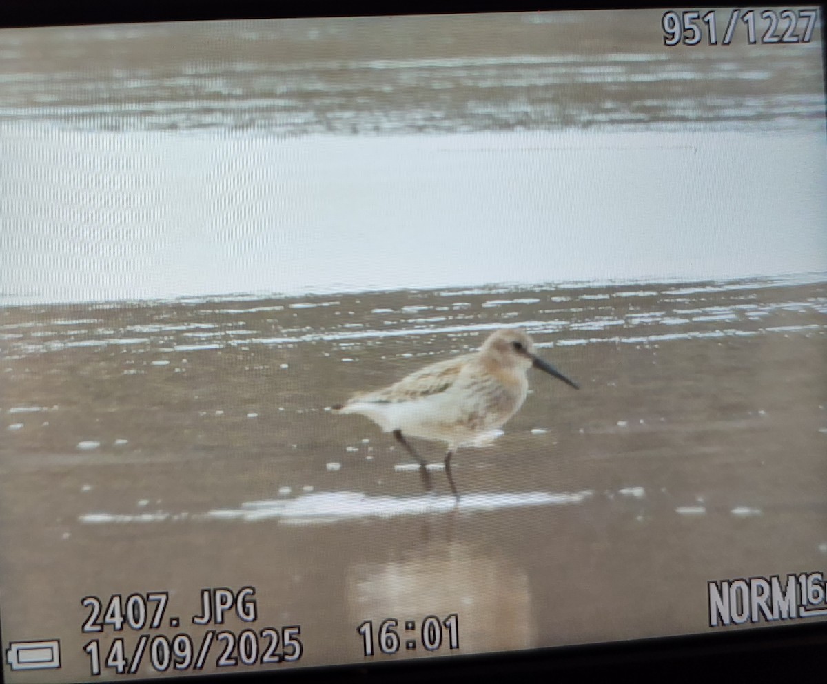 Alpenstrandläufer - ML646842812