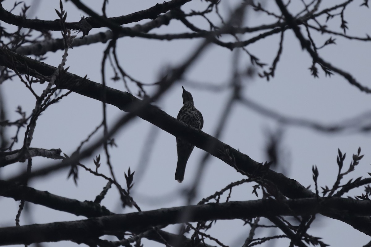 Zorzal Charlo - ML646842816