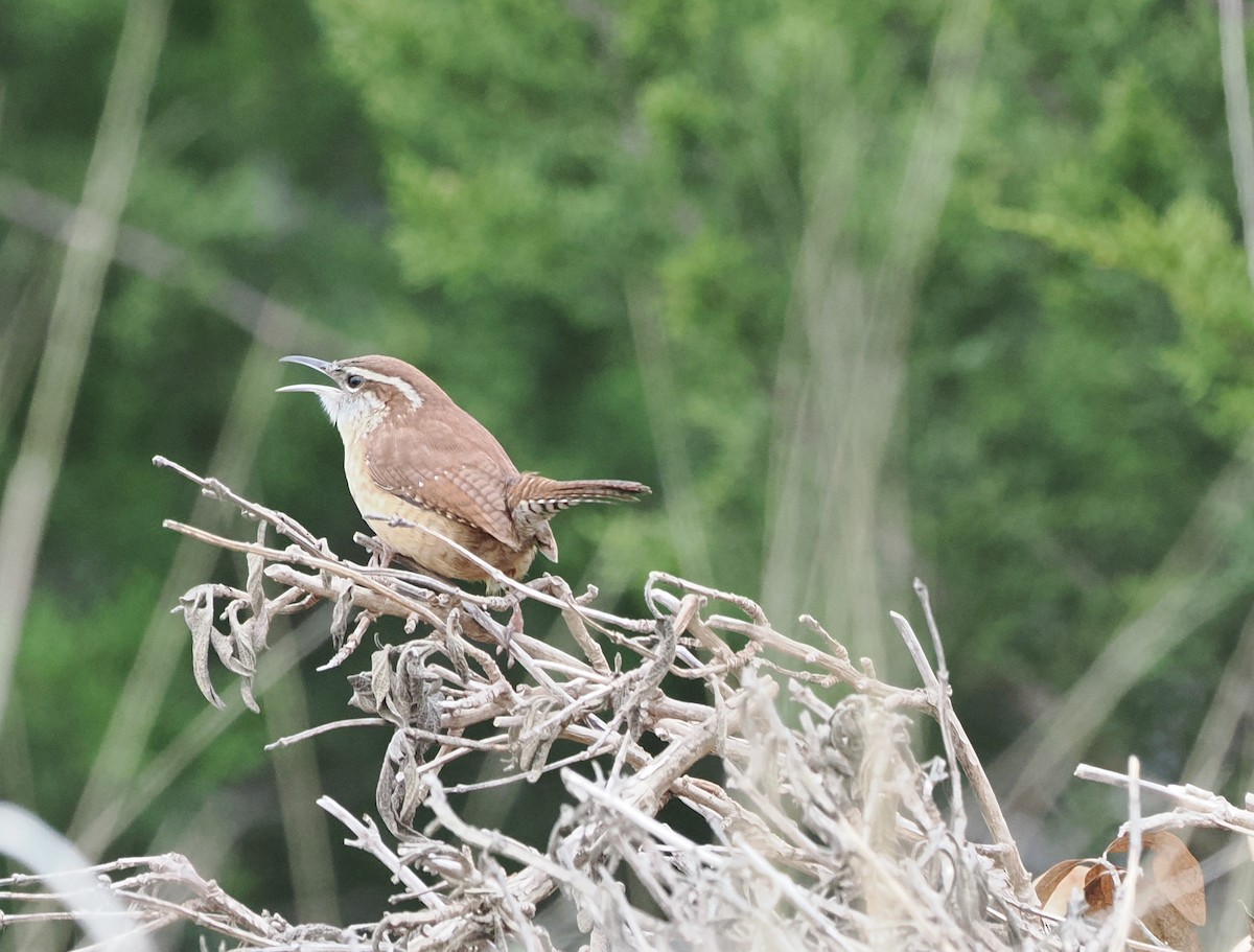 Carolina Wren - ML646842818