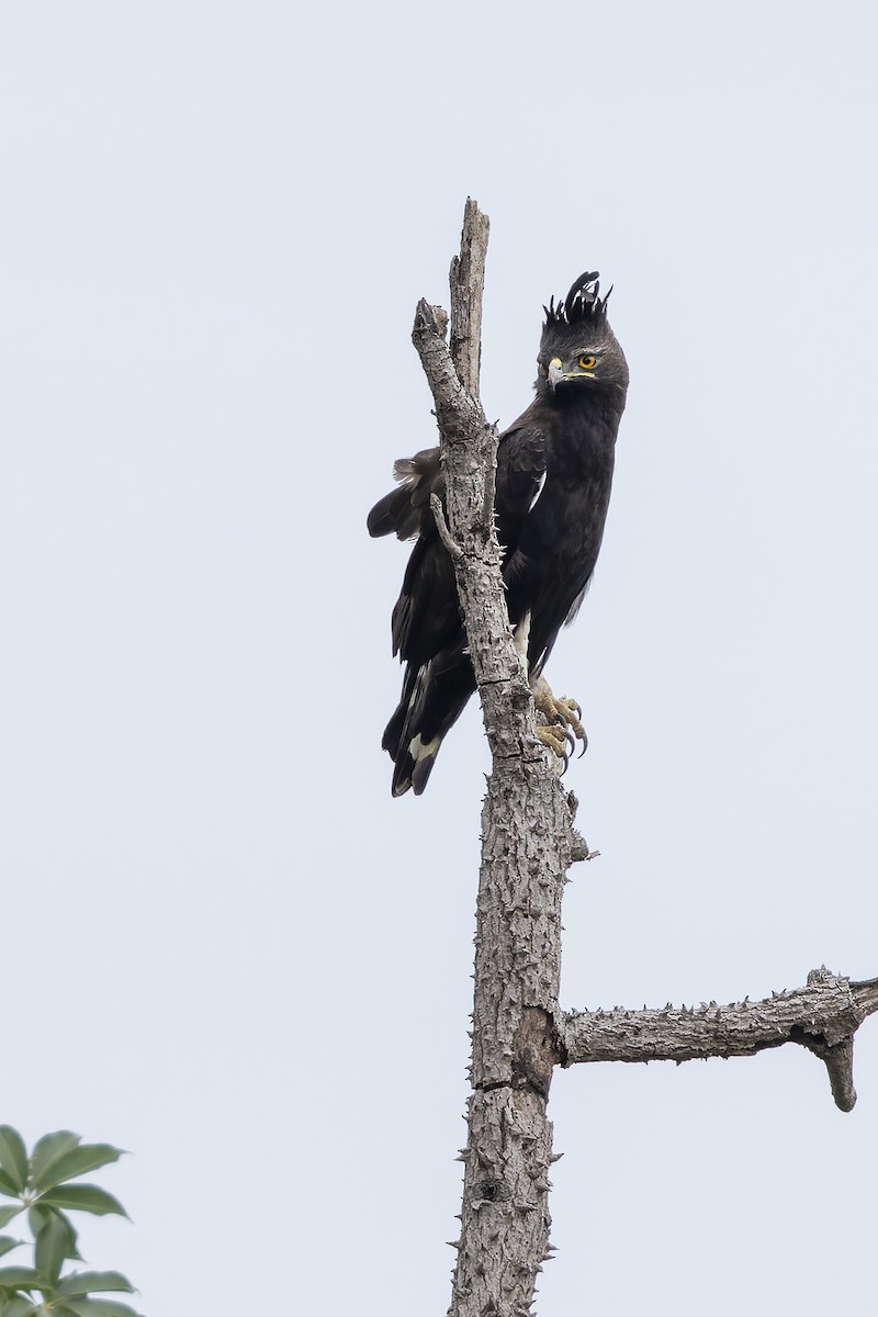 Long-crested Eagle - ML646842823