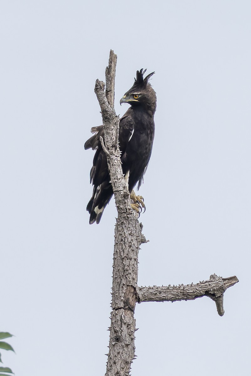 Long-crested Eagle - ML646842824
