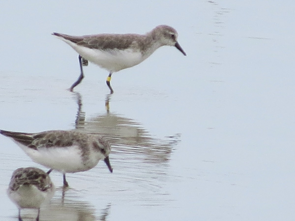 Semipalmated Plover - ML646842825