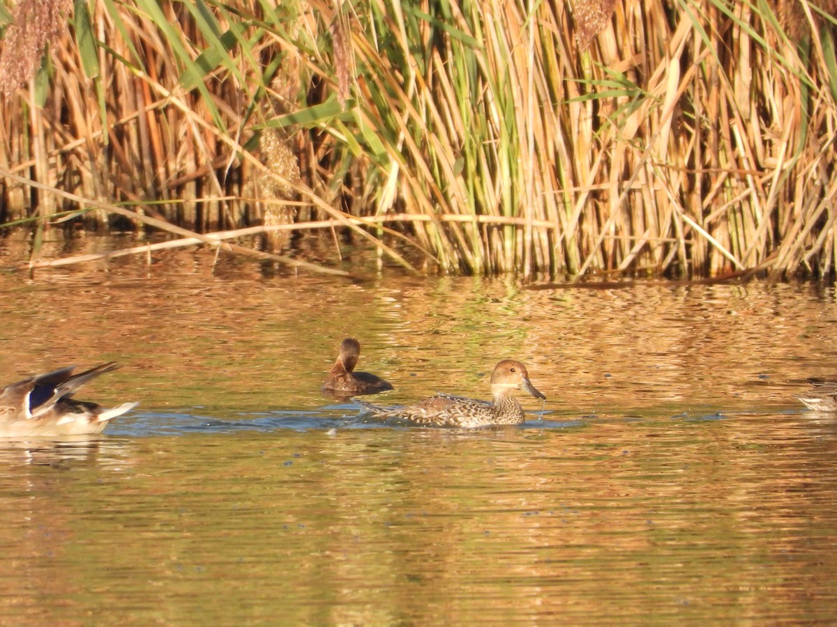 Northern Pintail - ML646842826