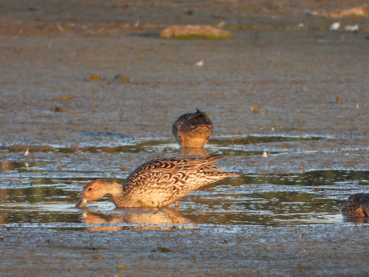 Northern Pintail - ML646842827