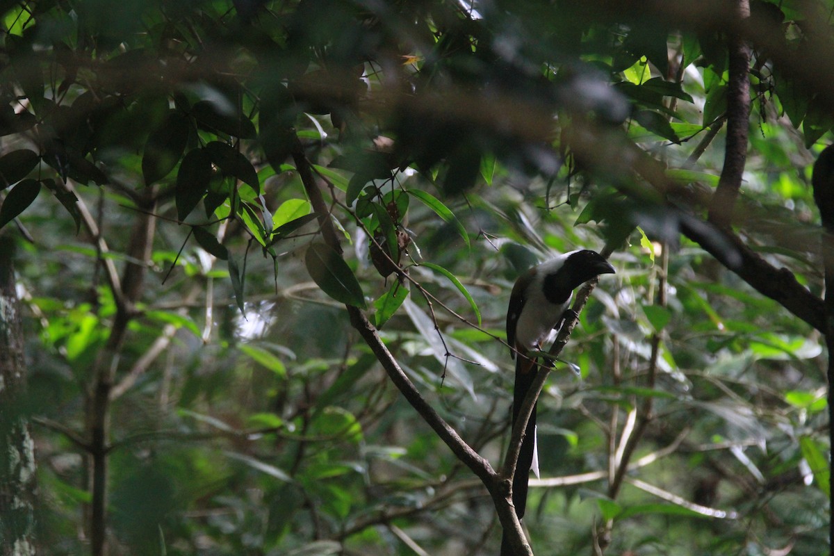 Weißbauch-Baumelster - ML646842831