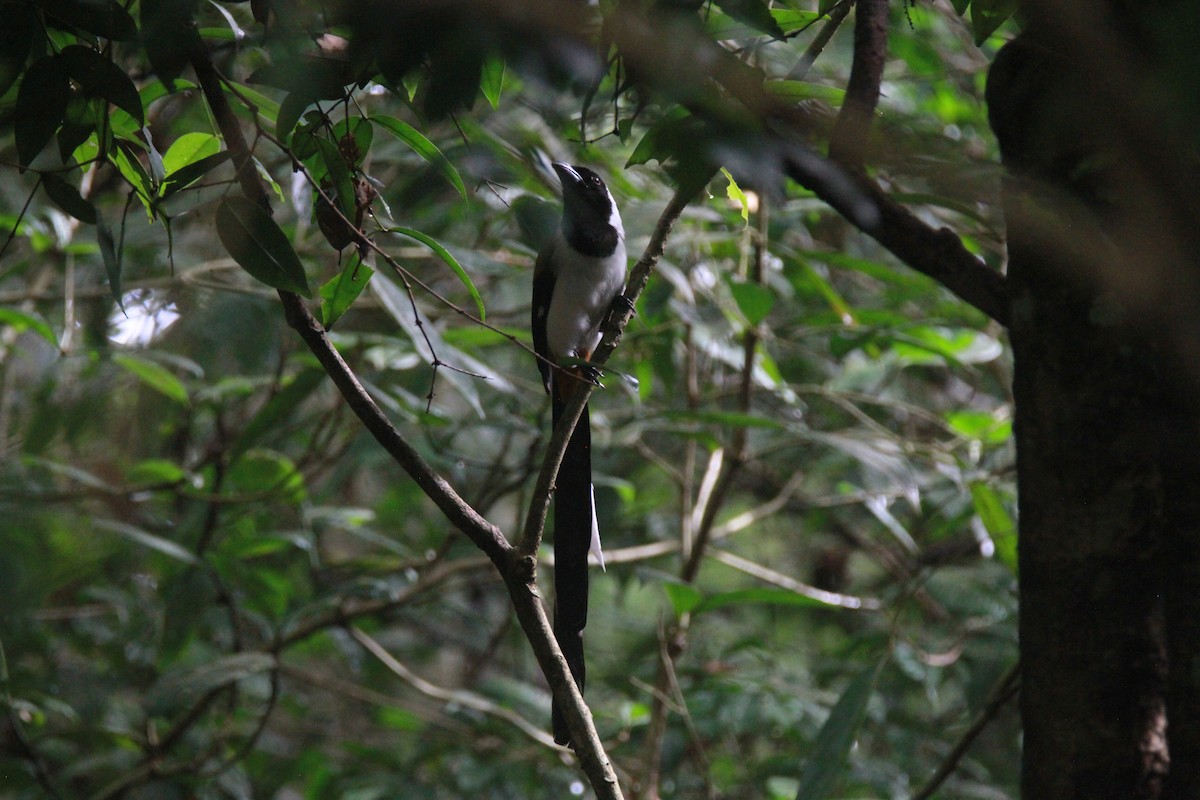 Weißbauch-Baumelster - ML646842832