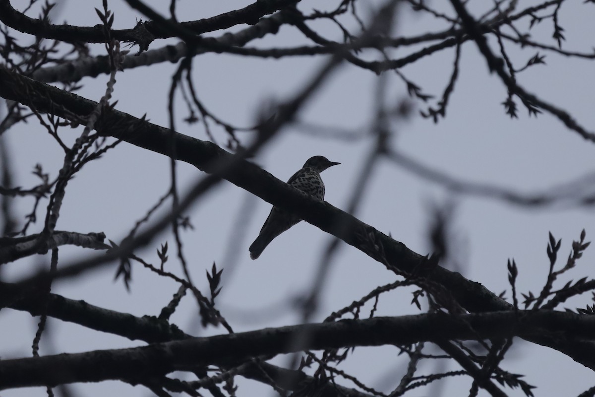 Zorzal Charlo - ML646842837