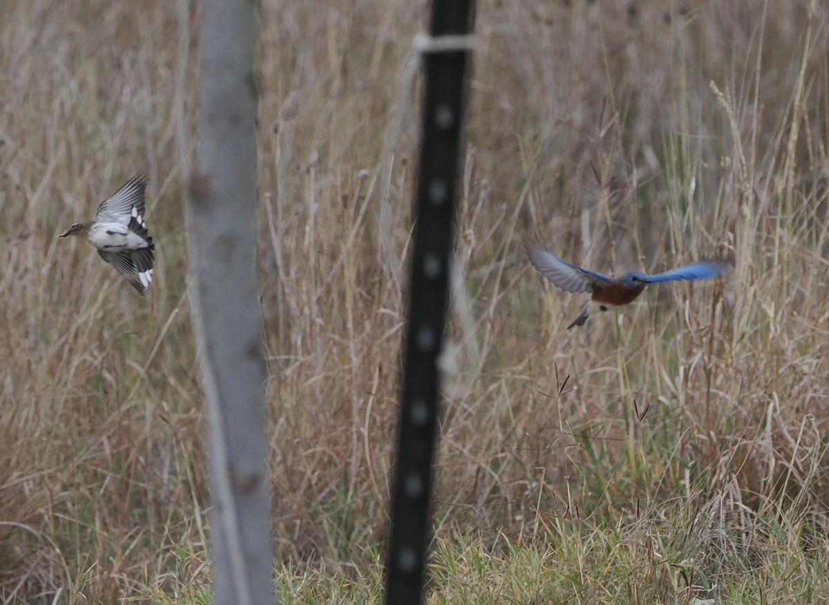 Eastern Bluebird - ML646842838