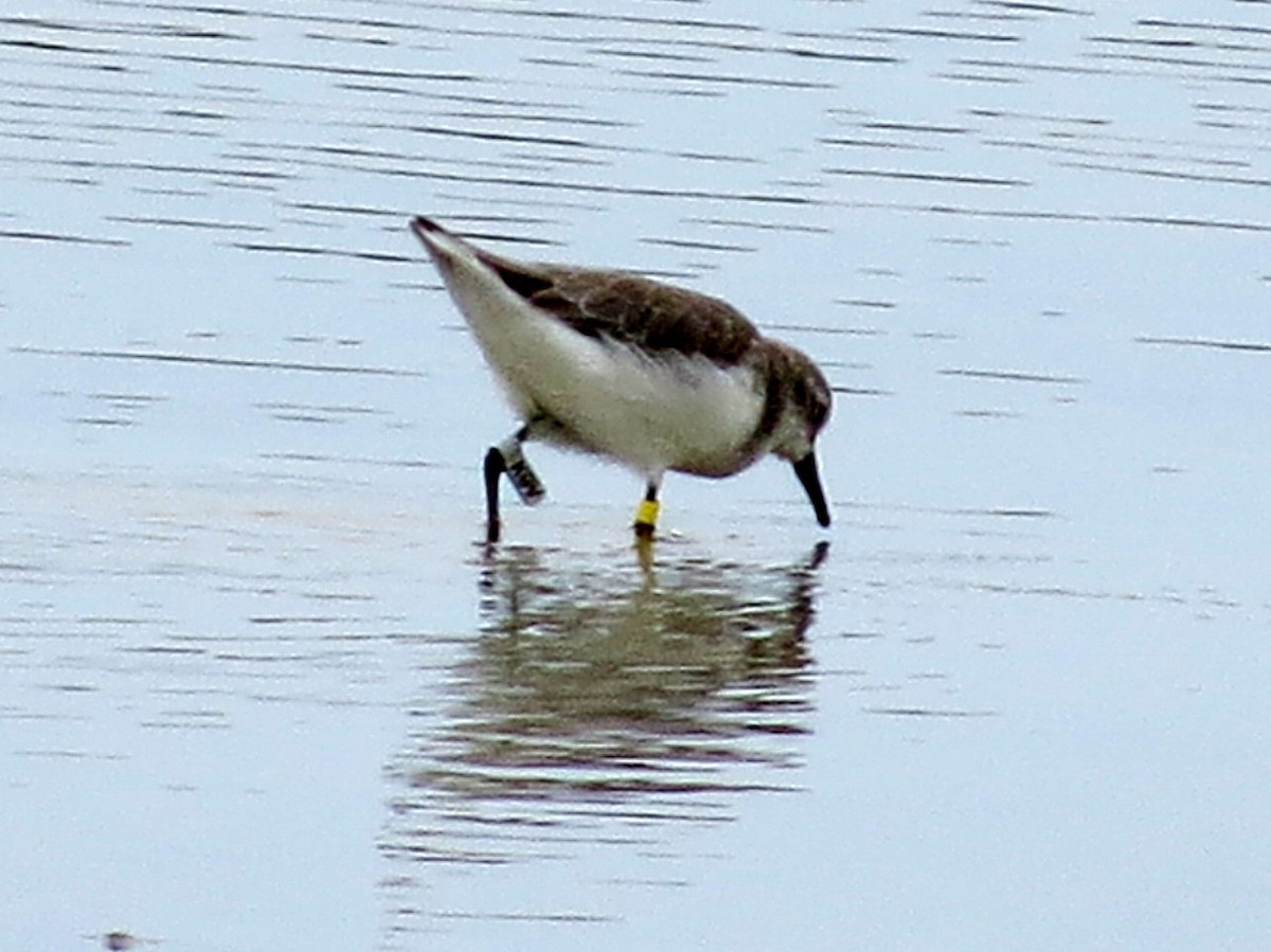 Semipalmated Plover - ML646842840