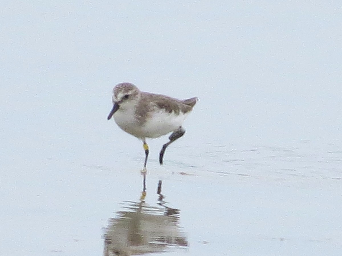 Semipalmated Sandpiper - ML646842843
