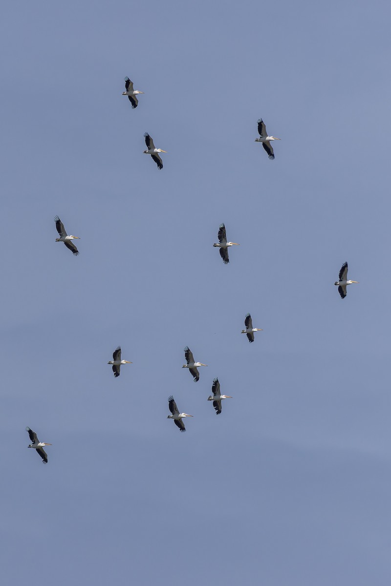 Pellicano comune - ML646842851