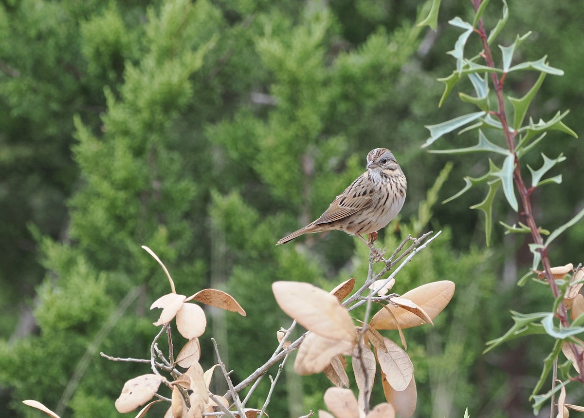 ヒメウタスズメ - ML646842852