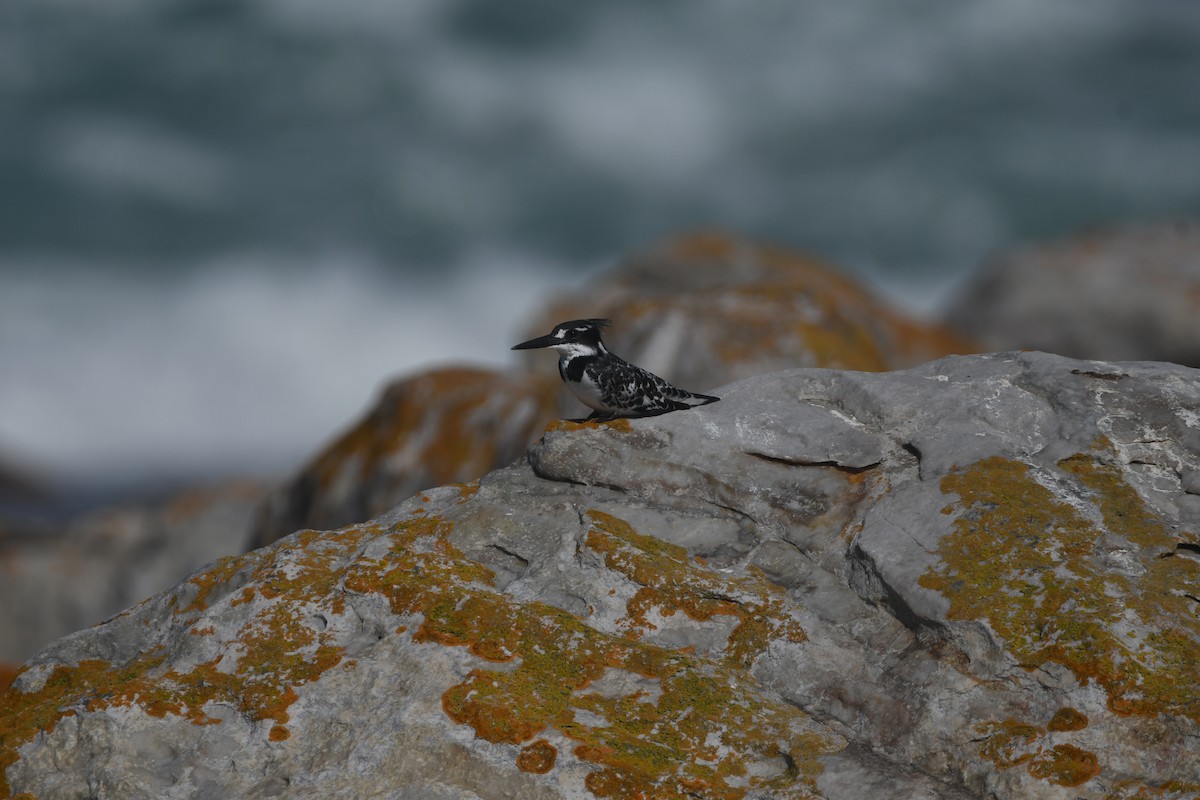 Pied Kingfisher - ML646842854