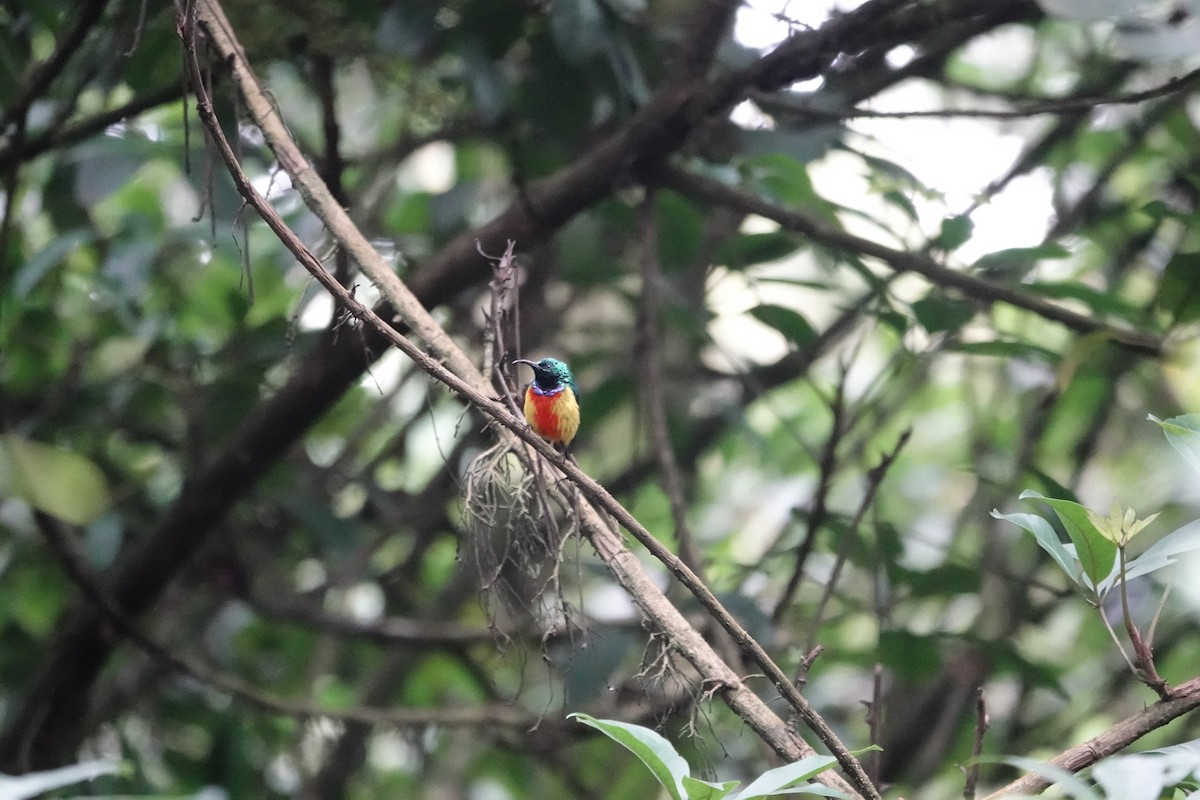 Regal Sunbird - ML646842857