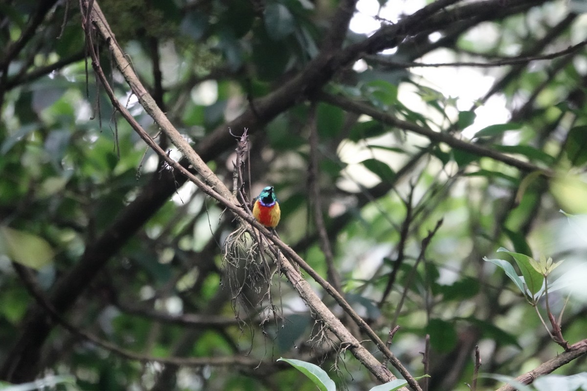 Regal Sunbird - ML646842858