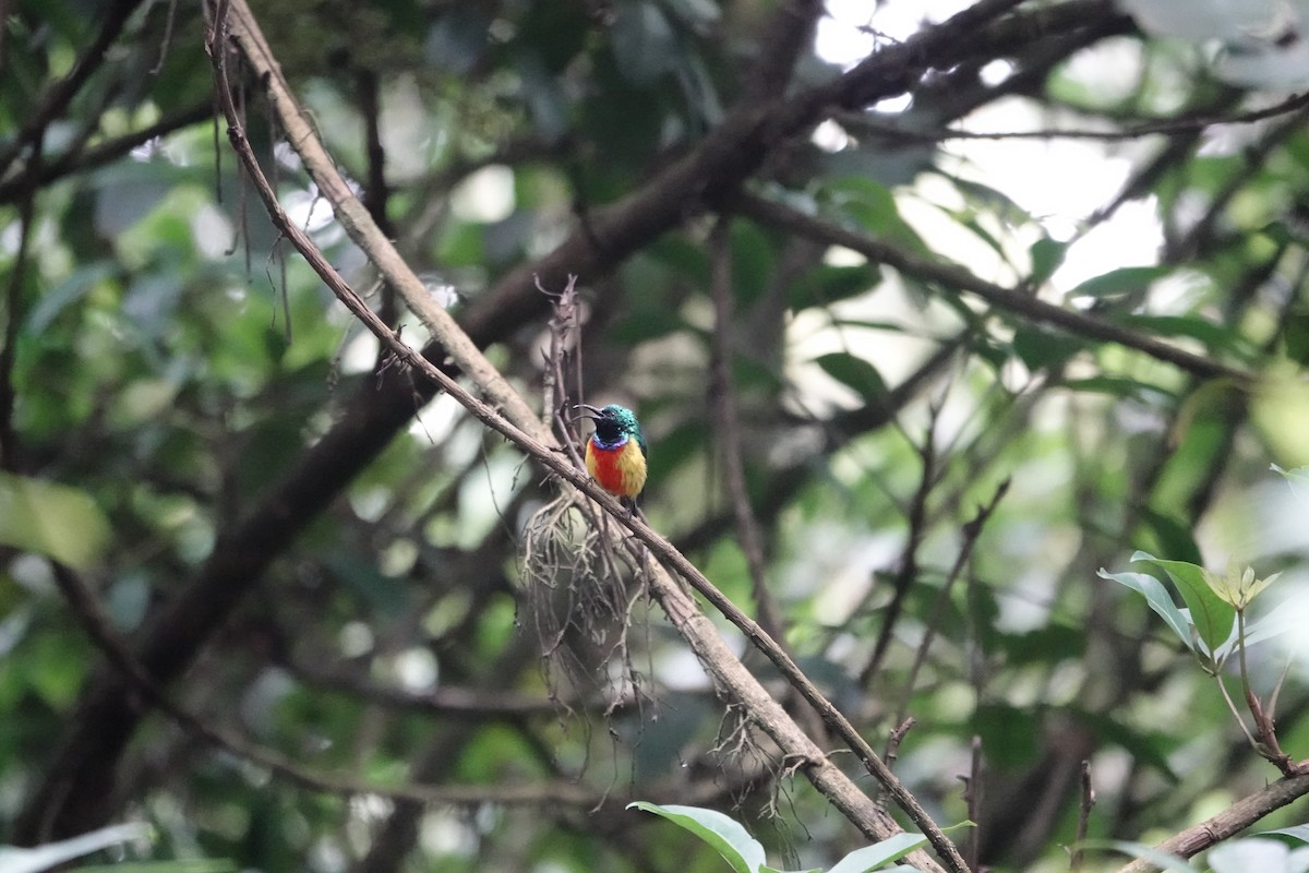 Regal Sunbird - ML646842859