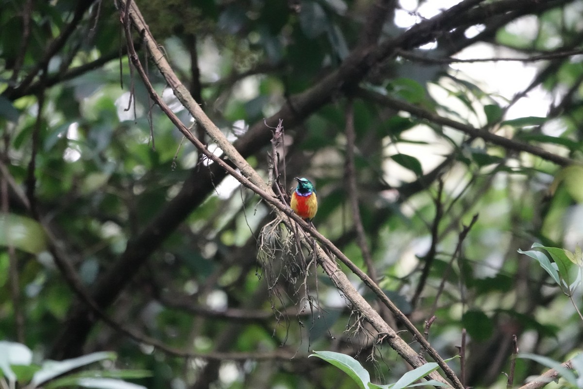 Regal Sunbird - ML646842860