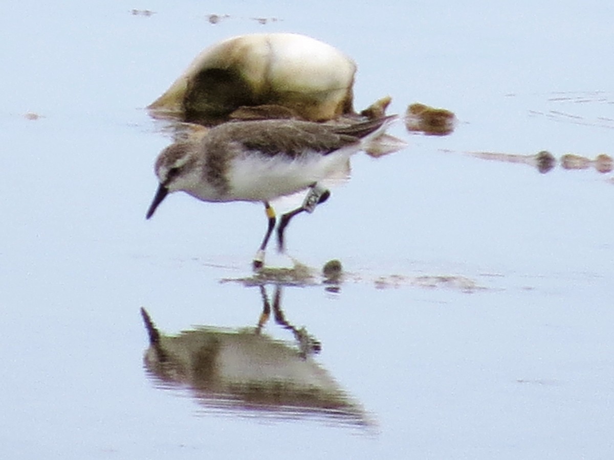 Semipalmated Plover - ML646842865