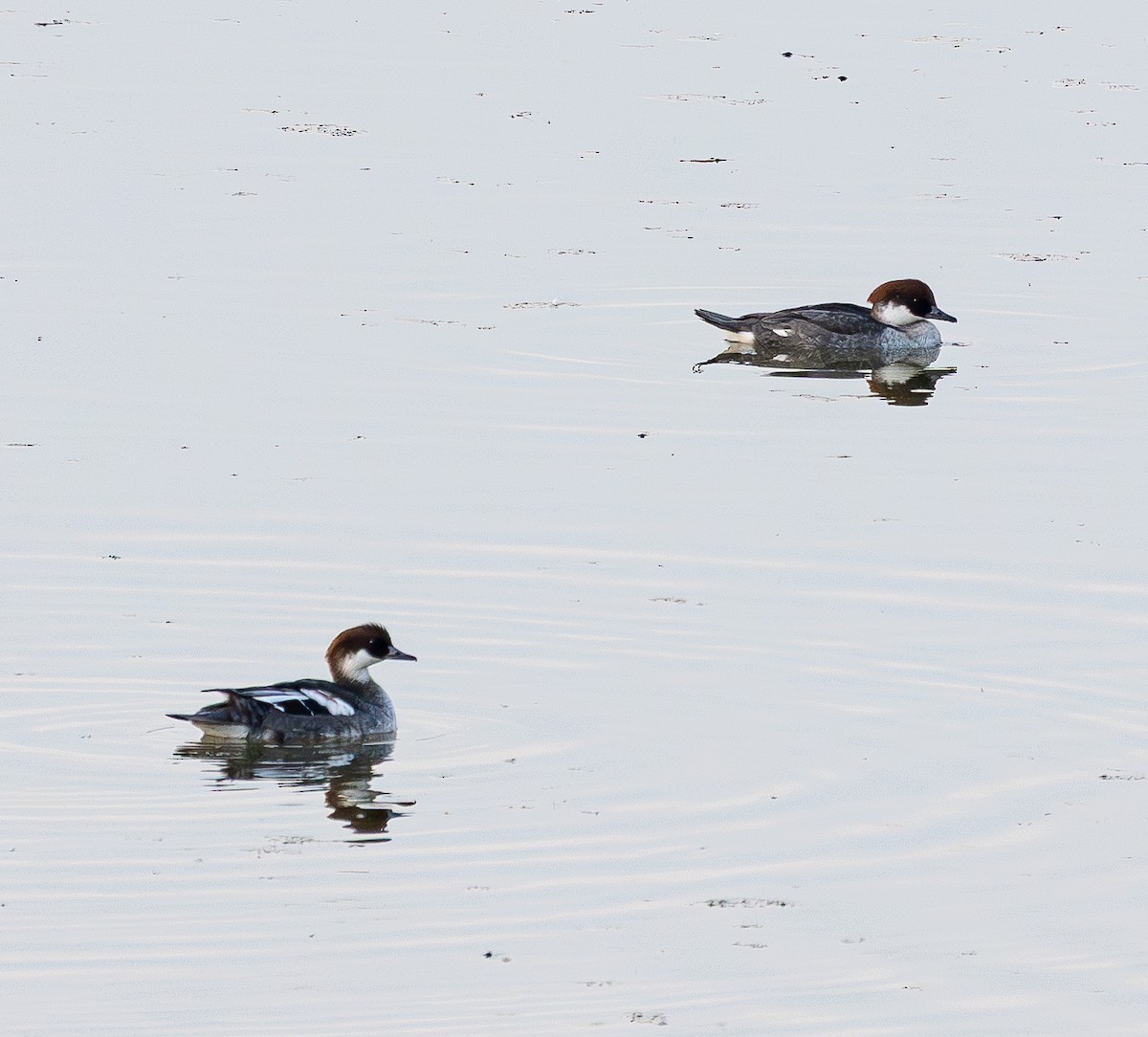 Pesciaiola - ML646842866