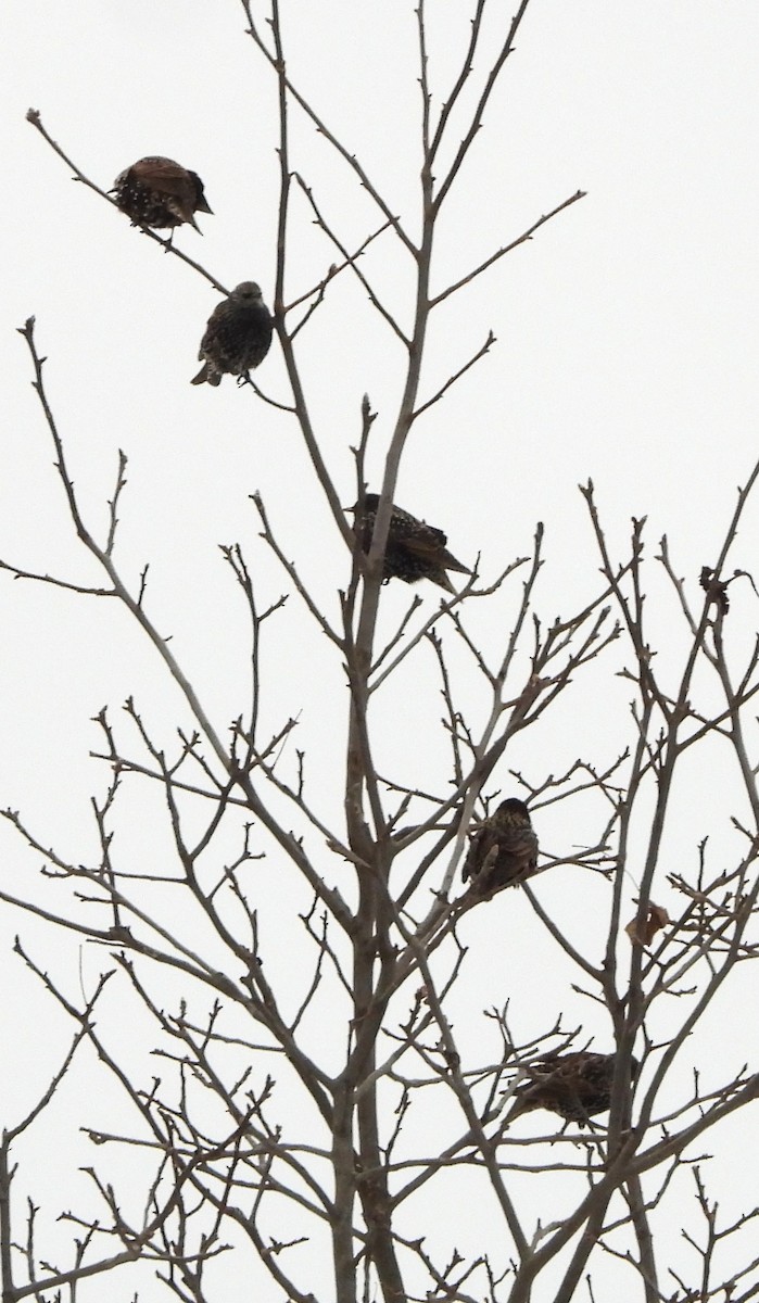 זרזיר מצוי - ML646842867