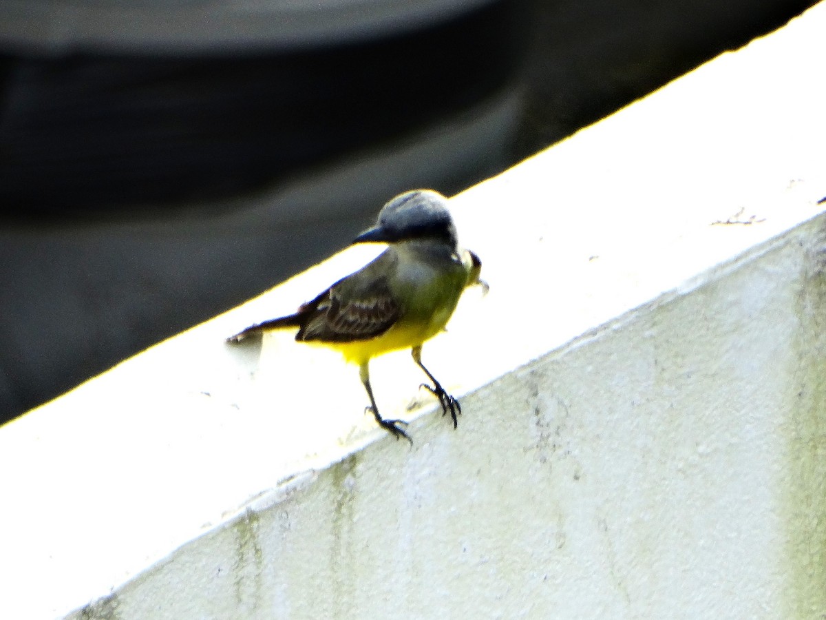 Tirano Melancólico - ML646842868