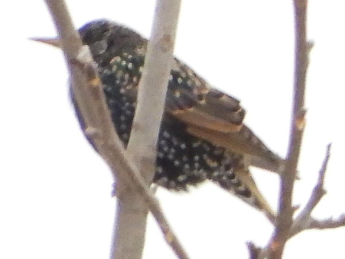 זרזיר מצוי - ML646842869