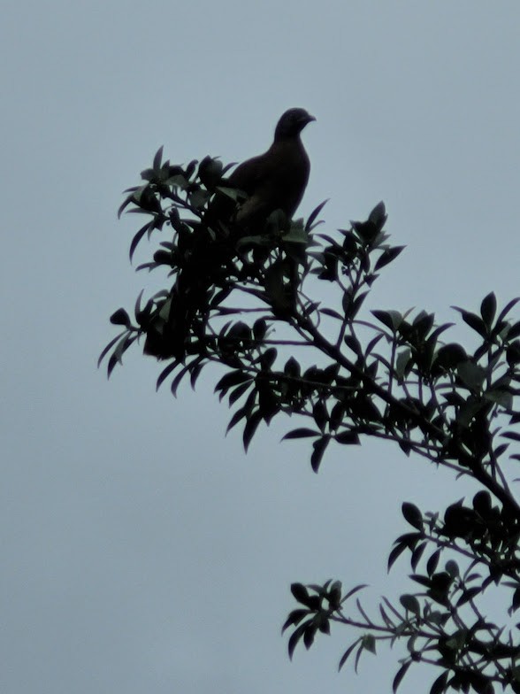 Gray-headed Chachalaca - ML646842870