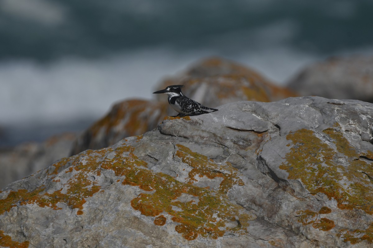 Pied Kingfisher - ML646842871
