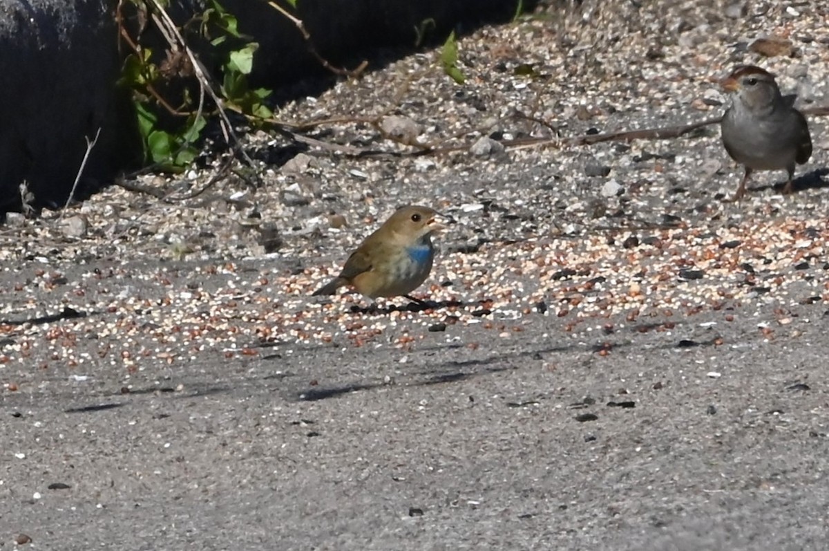 Indigo Bunting - ML646842874
