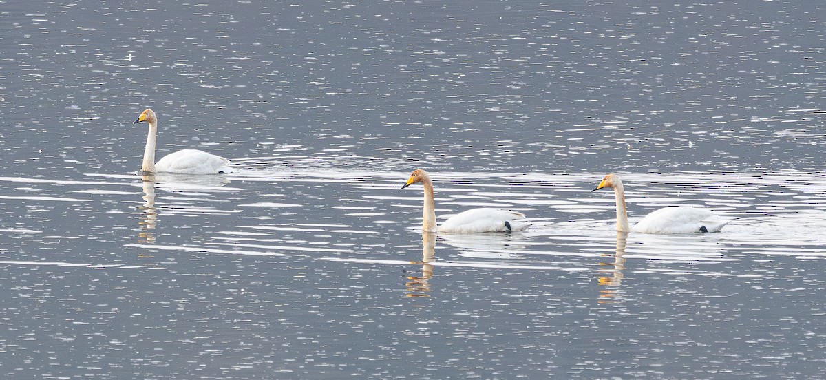 Cigno selvatico - ML646842876