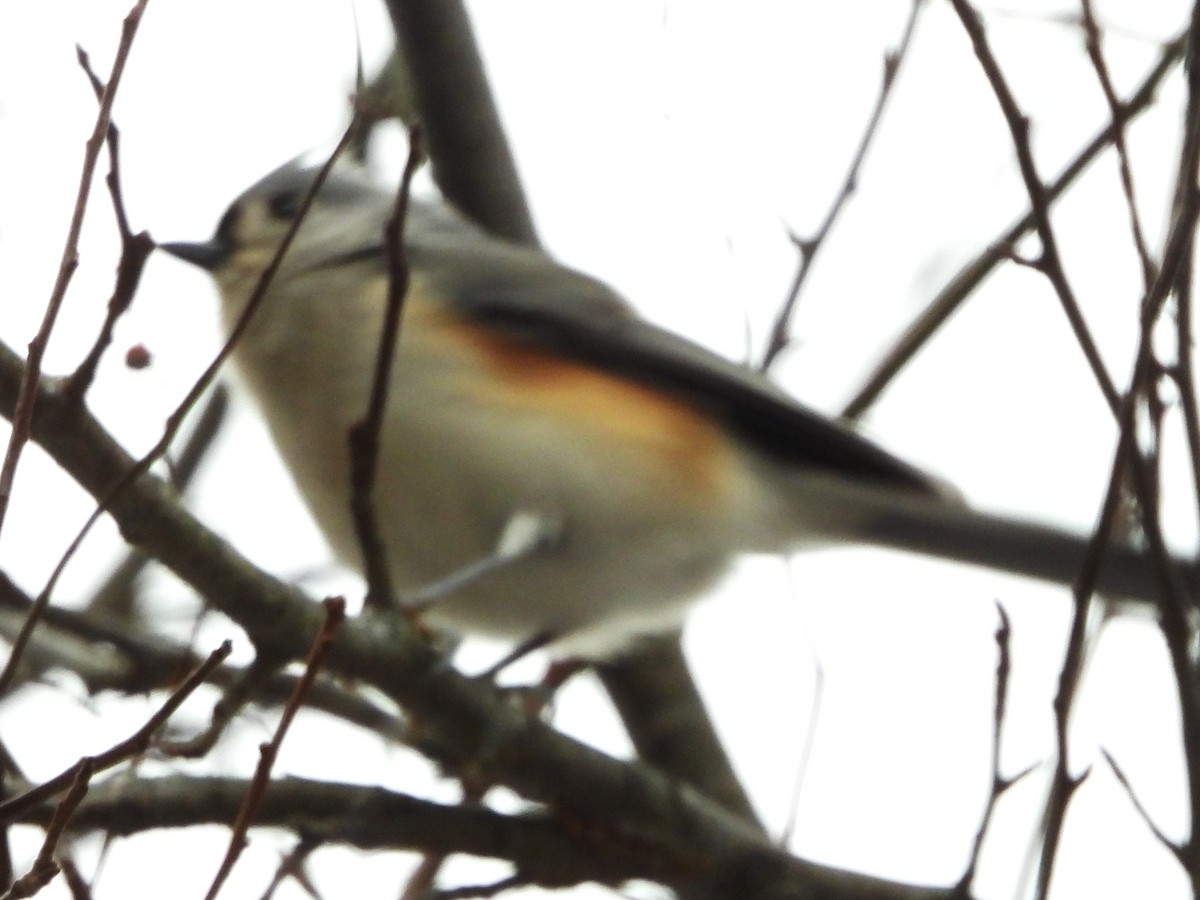 Tufted Titmouse - ML646842877