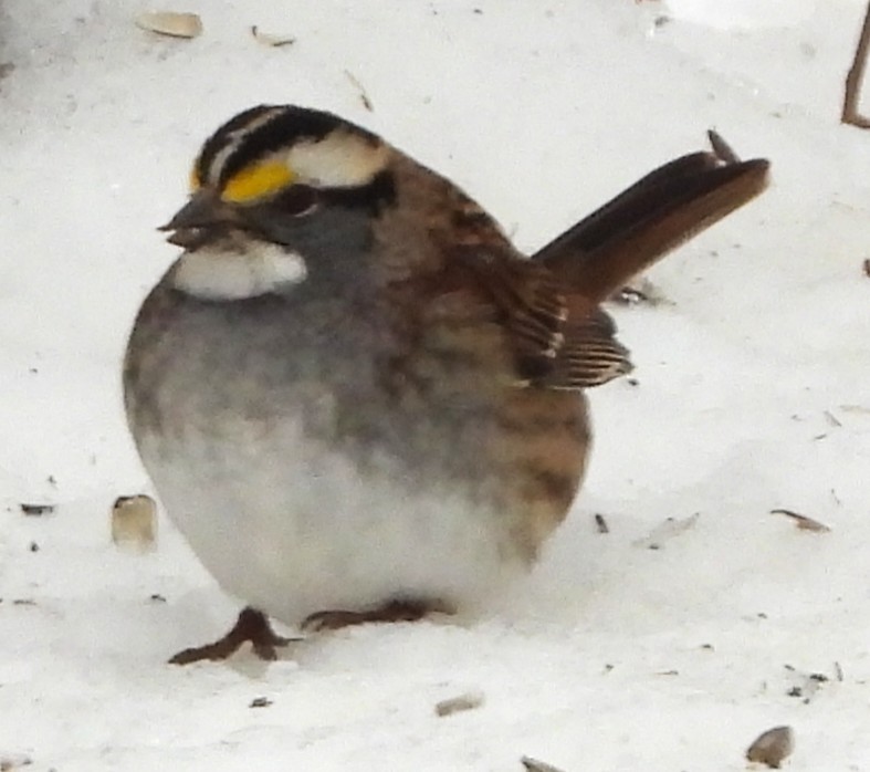 גיבתונית לבנת-גרון - ML646842878