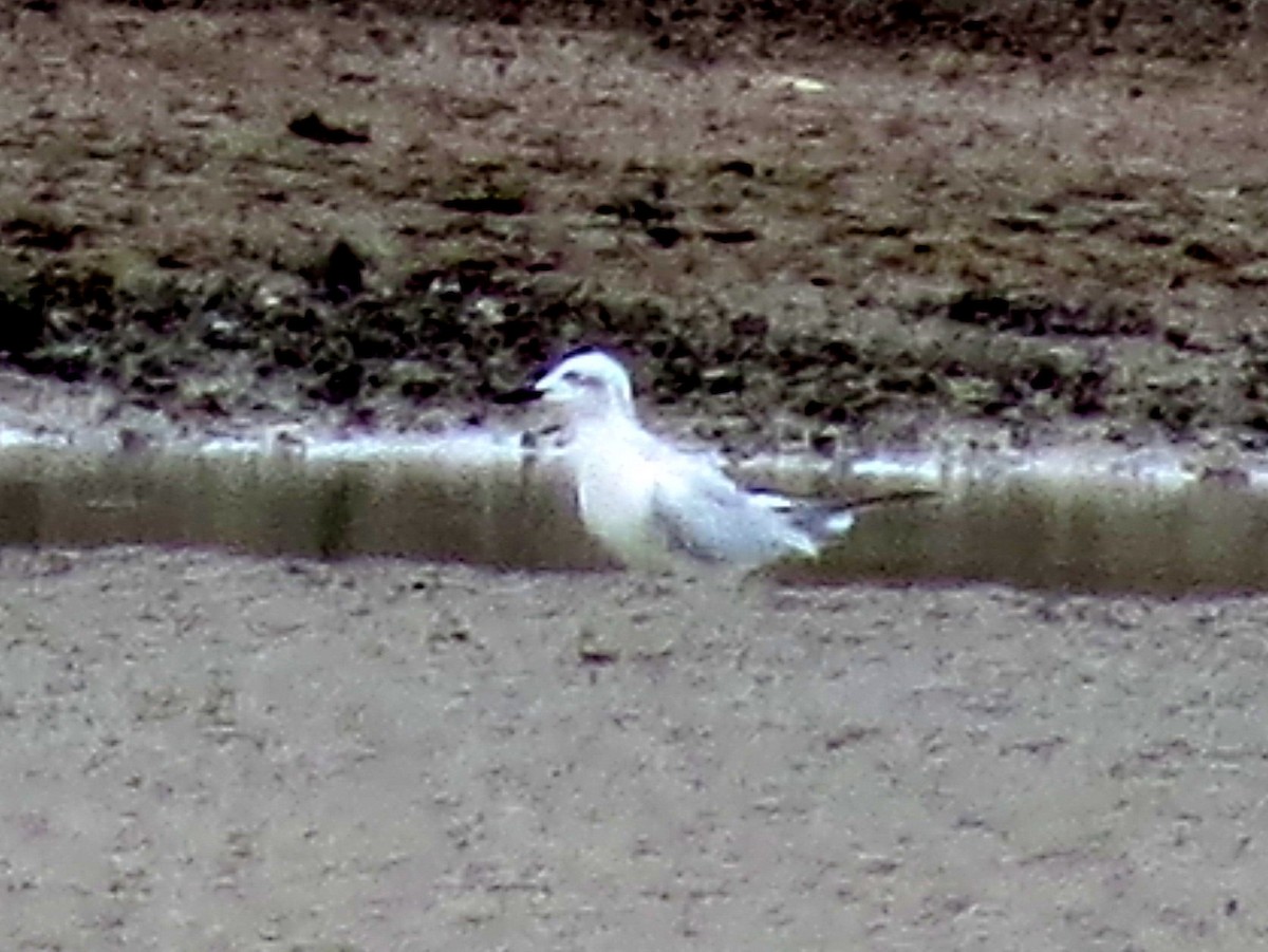 Gull-billed Tern - ML646842879