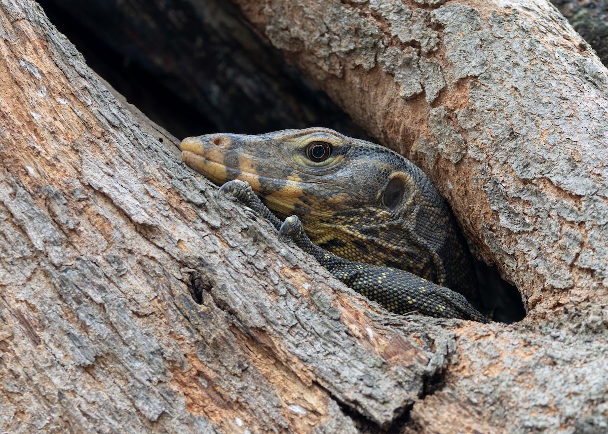 Southeast Asian Water Monitor - ML646842881