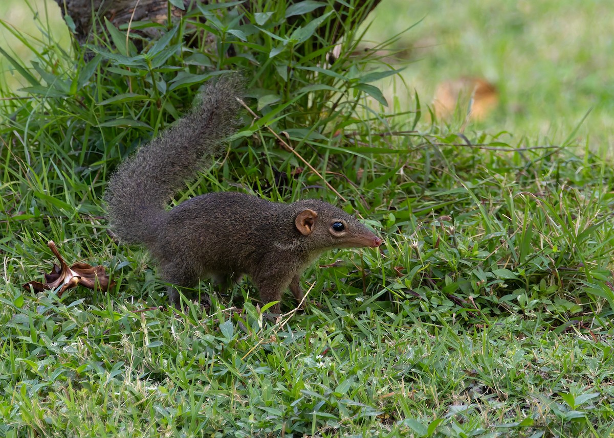 Northern Treeshrew - ML646842882