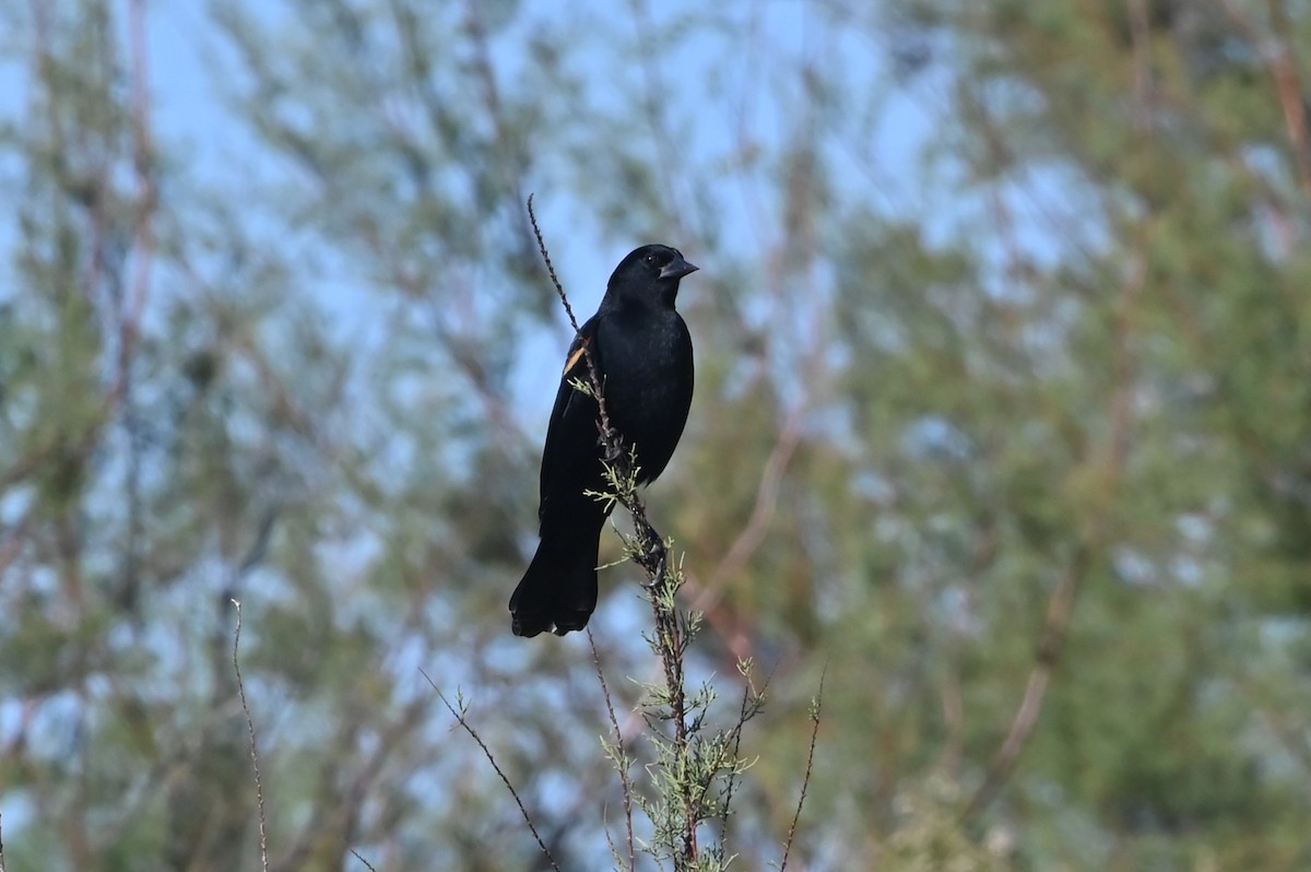 Red-winged Blackbird - ML646842885