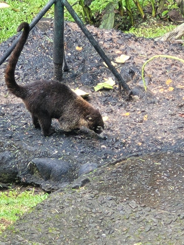 Coatis - ML646842886