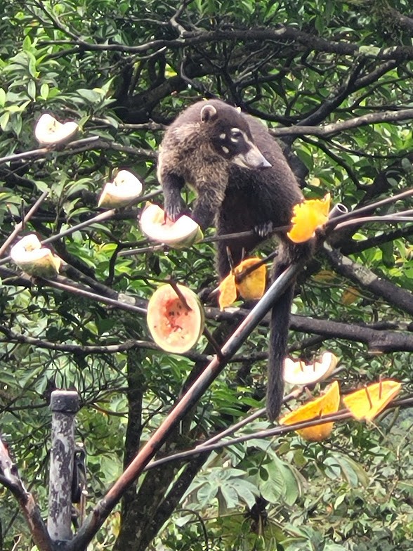 Coatis - ML646842887