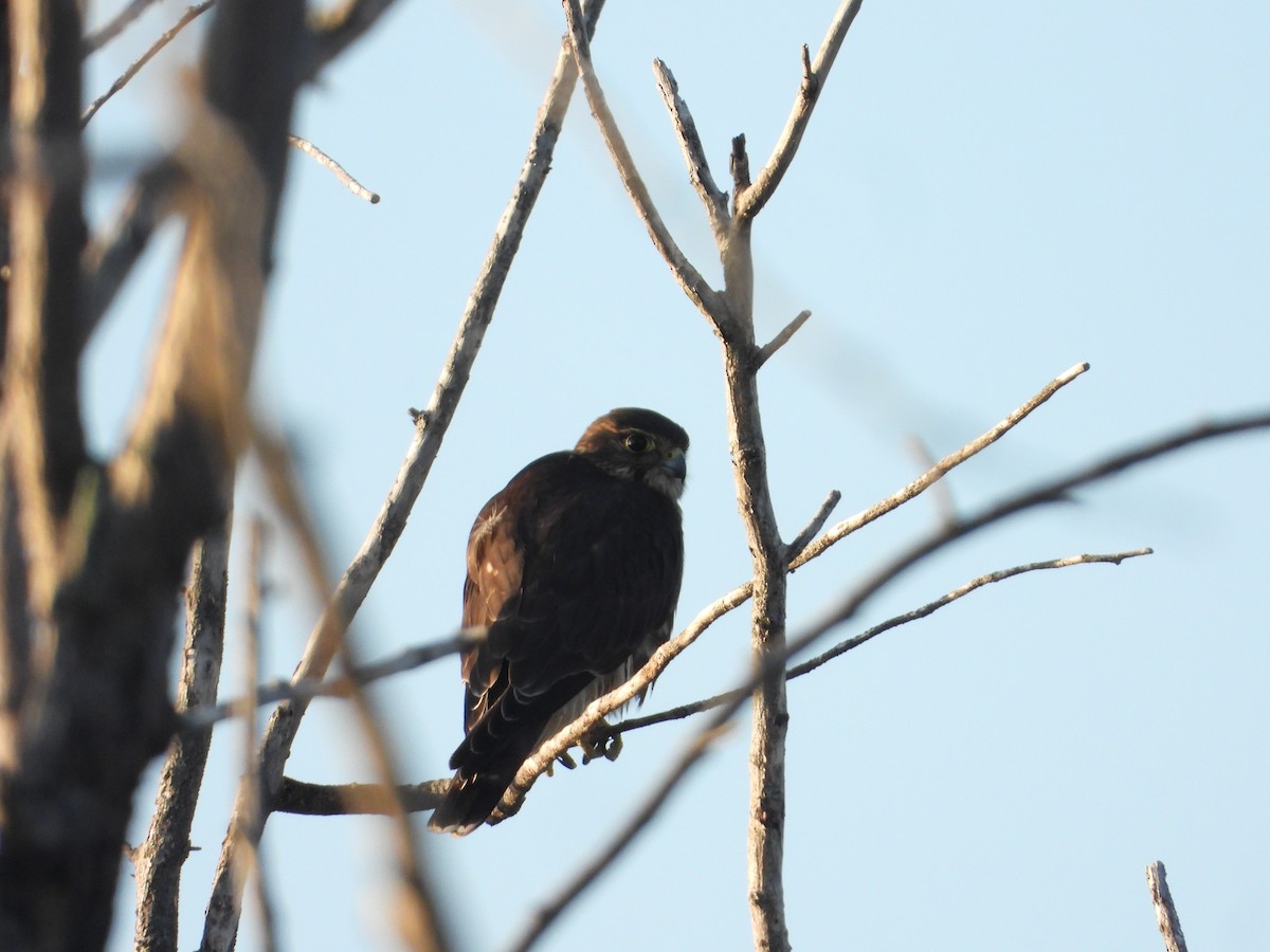 Merlin - ML646842888