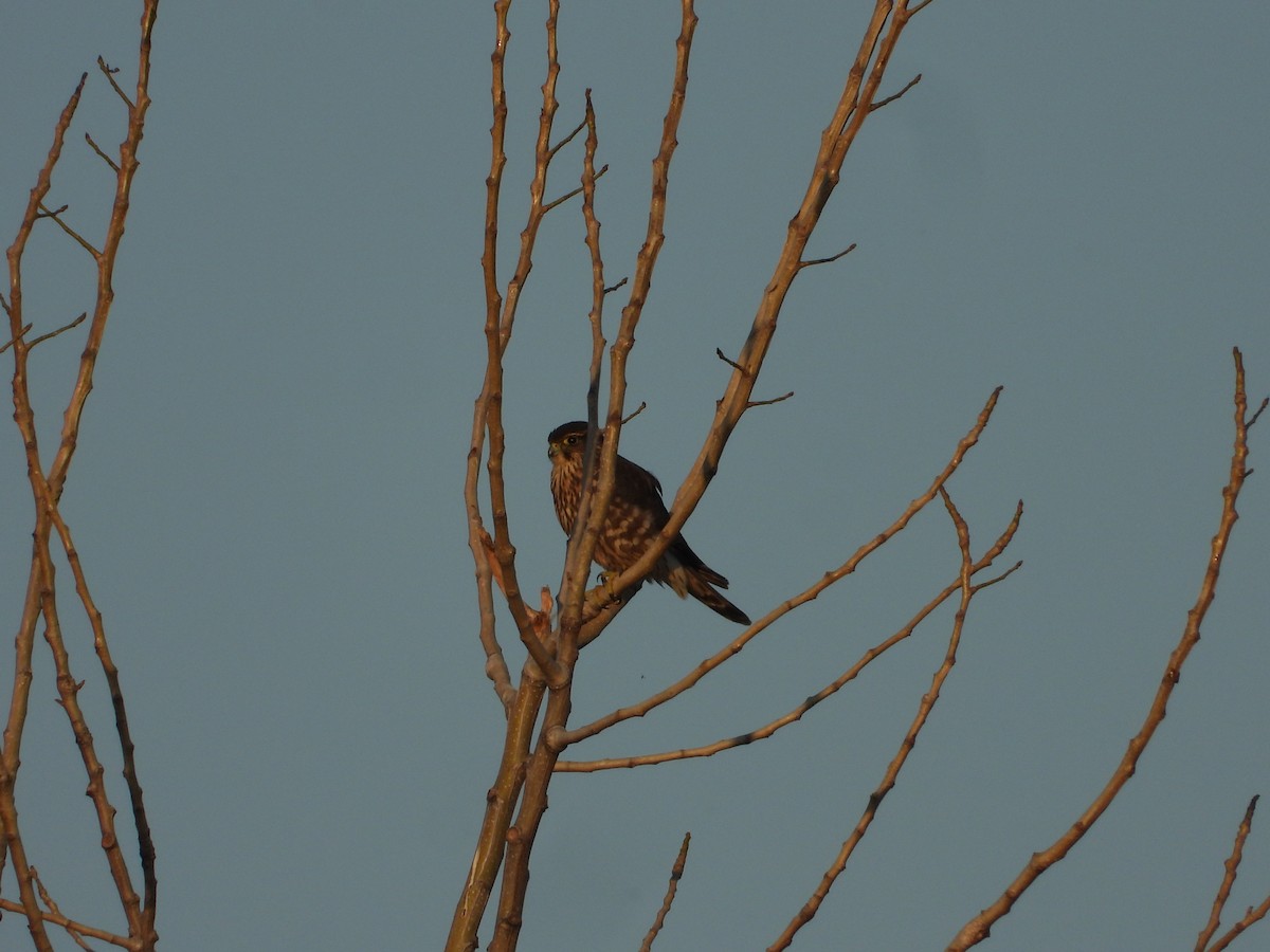 Merlin - ML646842889