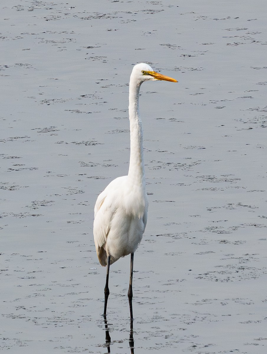 Koartza zuria - ML646842890