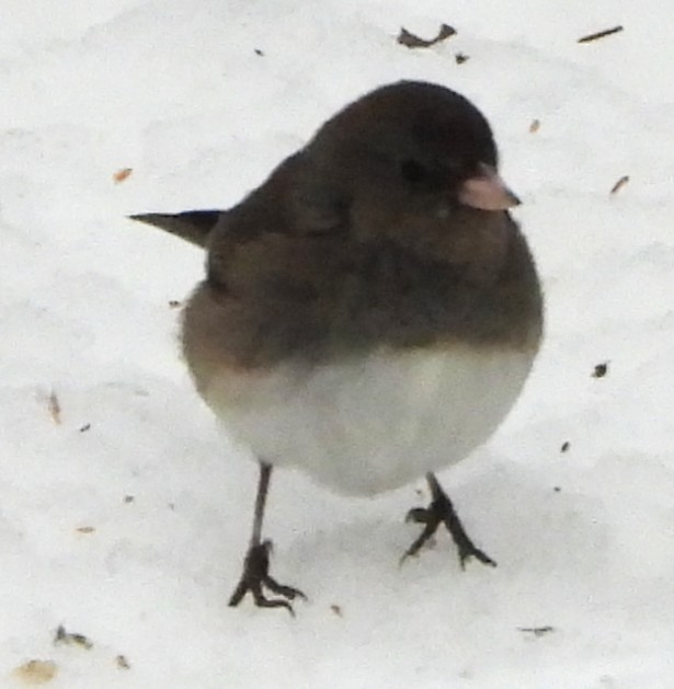 יונקו כהה-עין - ML646842891