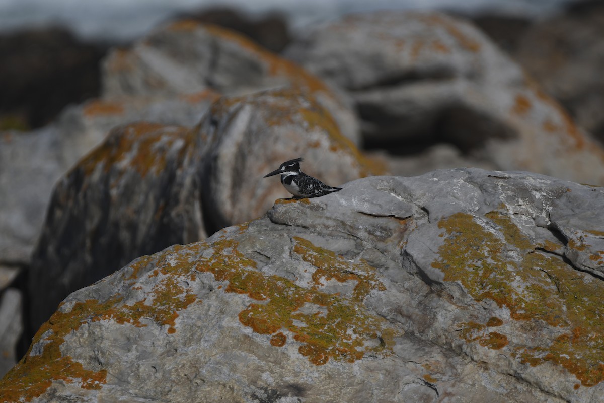 Pied Kingfisher - ML646842892