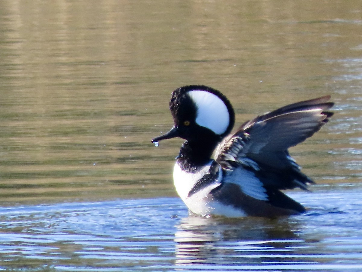 Hooded Merganser - ML646842898
