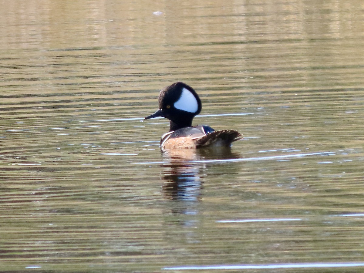 Hooded Merganser - ML646842899