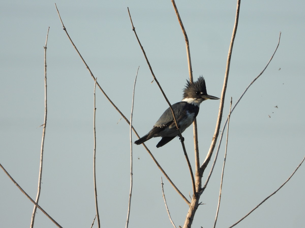 Belted Kingfisher - ML646842900