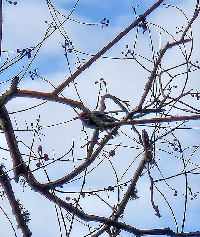 Yellow-bellied Sapsucker - ML646842902