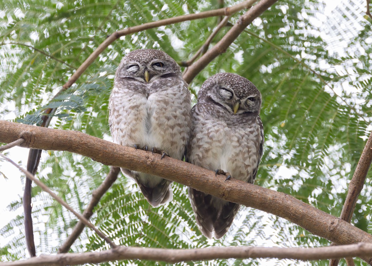 Spotted Owlet - ML646842906