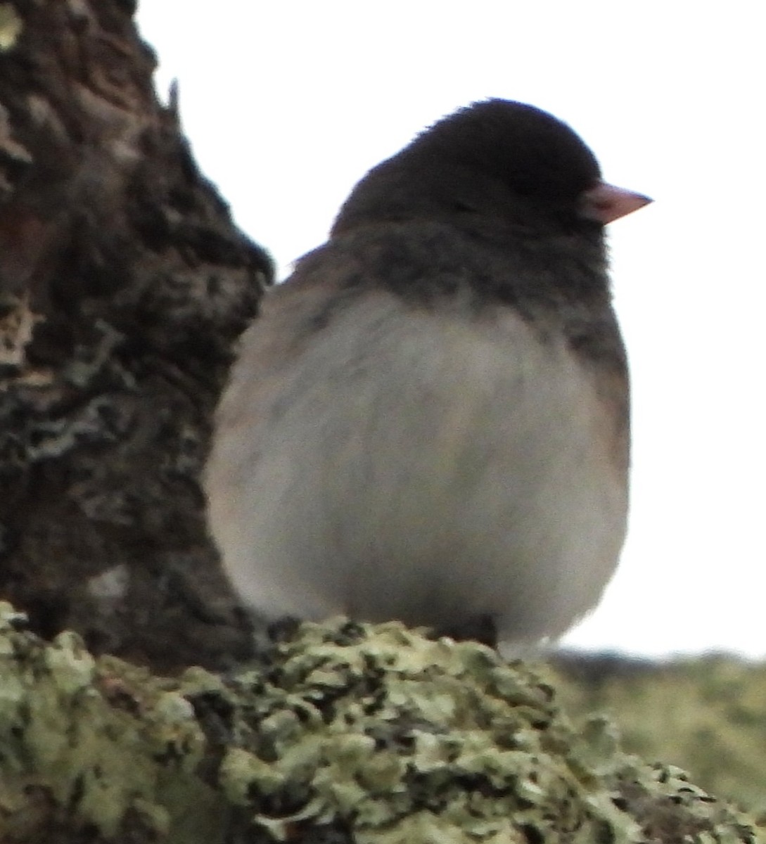 יונקו כהה-עין - ML646842907