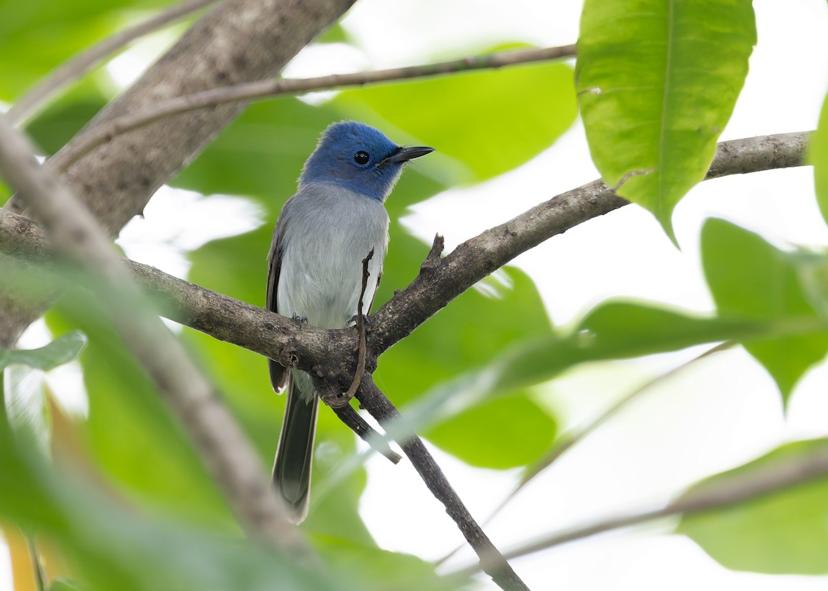 Black-naped Monarch - ML646842923